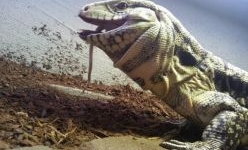 Thằn lằn 'khủng' chắn ngang đường kịch chiến với rắn