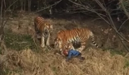 Video: Tự ý vào khu vực cách ly, du khách bị ba con hổ vồ chết