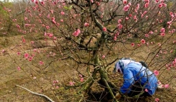 Hướng dẫn cách chăm sóc hoa đào sau Tết