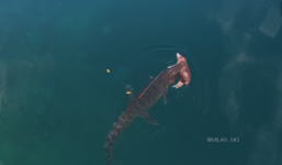 Video: Cá sấu khổng lồ ngoạm xác lợn bơi ngang đại dương