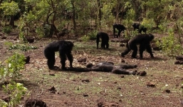 Video: Tinh tinh đánh đập, giết và ăn thịt thủ lĩnh