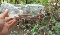 Video: Dùng 2 con cua nhỏ bẫy được cả đàn cá bống