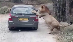 Video: Sư tử giận dữ chồm lên ô tô khiến nhiều người khiếp sợ