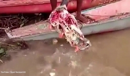 Đàn cá Piranha điên cuồng rỉa thịt đầu bò như hổ đói