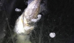 Cá lớn chết cứng trong băng khi cố xơi cá bé