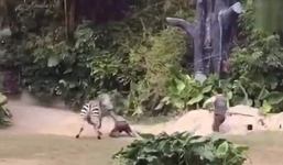 Ngựa vằn nổi điên kéo lê nhân viên vườn thú