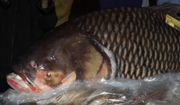 Cá hô đỏ gần 100 kg 'bơi' về Thủ đô phục vụ thực khách