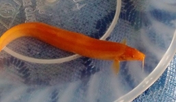 Bắt được cá chạch vàng trước ngày Thần Tài