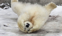 Hài hước cảnh gấu con đánh nhau với bóng của chính mình