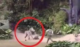 Ngựa vằn điên cuồng tấn công người nuôi giữ