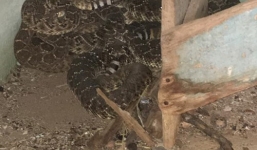 Phát hiện ổ rắn chuông kịch độc hàng chục con trong nhà