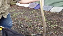 Video: Rắn độc đau đớn sập bẫy chuột khi săn đuổi chuột cống