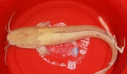 Video: Cận cảnh cá trê vàng quý hiếm nhất thế giới