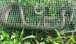 Video: Bẫy được rắn ráo dài 2m ở miền Tây