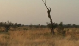 Video: Báo dữ đu mình trên cây, tấn công đoàn làm phim