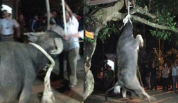 Sở Văn hóa Yên Bái lên tiếng về clip treo cổ trâu ở lễ hội Đông Cuông