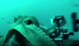 Video: Bạch tuộc khổng lồ lao vào cướp máy quay