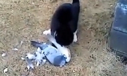 Video: Bồ câu giả chết đánh lừa mèo