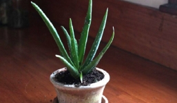 9 loại cây giúp thanh lọc không khí trong nhà