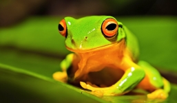 Clip cơ chế săn mồi 'bách phát bách trúng' của ếch