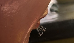 'Hoa Ưu đàm 3.000 năm nở một lần' trên tượng Phật ở Bình Thuận