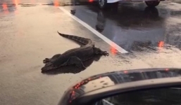 Hy hữu cảnh kỳ đà dài 3m nằm giữa đường khiến giao thông ùn tắc