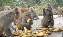 Video: Khỉ con nhảy ván điệu nghệ như người