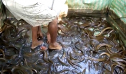 Video: Hàng nghìn con lươn bò dưới chân người đàn ông