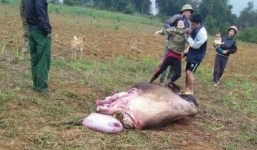 Trâu mẹ nặng hơn 200kg bị bắt trộm, giết dã man