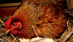 Thông tin mới vụ một phụ nữ tử vong sau khi bị gà mái mổ trúng tay