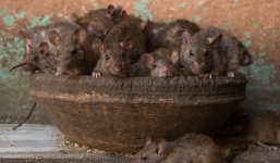 Bên trong ngôi đền nuôi 20.000 con chuột