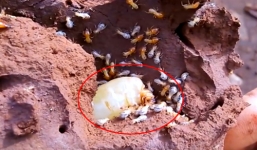 Video: Bắt mối chúa bán 6 triệu đồng/kg