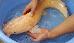 Cá trê vàng 'khủng' nặng 3kg mắc lưới nông dân Ninh Bình
