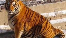 Cận cảnh đàn sư tử, hổ béo mập trong vườn thú ở Trung Quốc