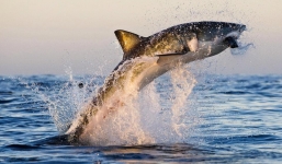 Clip cá mập hổ cát nuốt chửng đối thủ dài hơn một mét