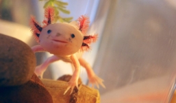 Cá đi bộ kỳ lạ có khuôn mặt giống người