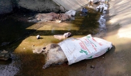 Hàng chục xác lợn chết nổi lềnh bềnh ở Hà Tĩnh