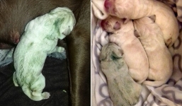 Kinh ngạc chú chó con có màu lông xanh lá