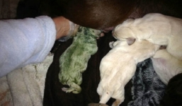 Lạ kỳ chú chó có bộ lông xanh biếc như nhân vật hoạt hình