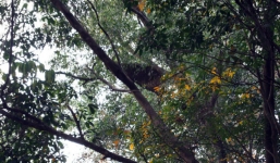 Người đàn ông tử vong vì bị đàn ong rừng tấn công