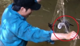 Đi giăng lưới cá bắt được toàn rắn to