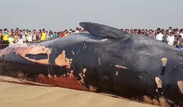 Video: Người dân vây quanh xác cá voi khổng lồ bất chấp nguy cơ phát nổ