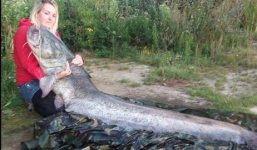 Những con cá kích thước khó tin nhất thế giới