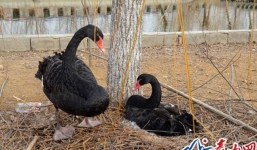 Cặp thiên nga đen 'tuyệt thực' vì bị mất cắp trứng đang ấp