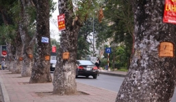 Xác định danh tính người lột vỏ hàng loạt cây xà cừ trên đường Láng