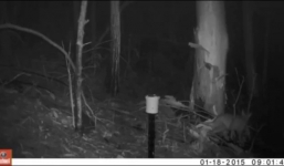 Clip phát hiện sinh vật kỳ lạ, bí ẩn trong rừng Australia