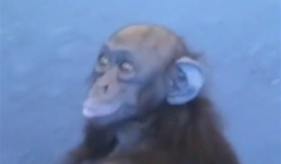 Clip tinh tinh sắp chết đói giơ tay xin cứu giúp gây xúc động dân mạng