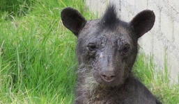 Gấu đen trụi lông sau khi chứng kiến 'chị' chết trong lồng