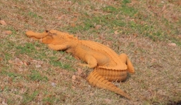 Hy hữu cá sấu màu cam khiến dân Mỹ tò mò