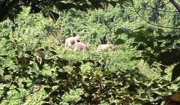 Xuất hiện đàn voi lạ 7 con ở Quảng Nam